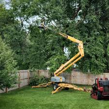 Best Tree Health Inspection  in Phillipsburg, NJ